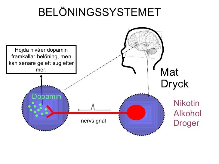 vad gör serotonin i hjärnan vad gör serotonin i hjärnan